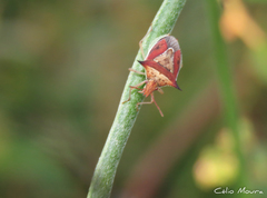 Diceraeus