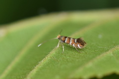 Phyllonorycter klemannella