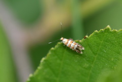 Phyllonorycter klemannella