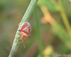 Diceraeus