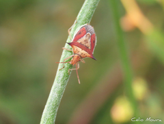 Diceraeus