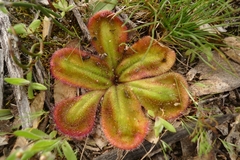 Drosera squamosa