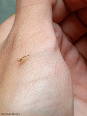 Chironomus