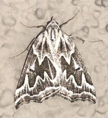 Plataea californiaria
