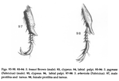 Strigoderma arbicola