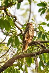 Bubo bengalensis
