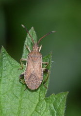 Ceraleptus lividus