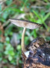 Pluteus jaffuelii