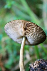 Pluteus jaffuelii