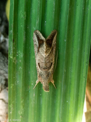 Noctuoidea