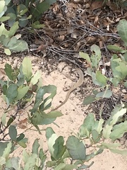 Aspidoscelis marmoratus