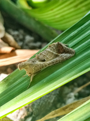 Noctuoidea