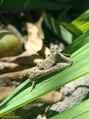 Noctuoidea