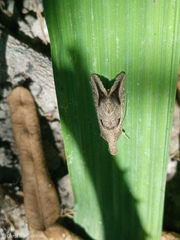 Noctuoidea