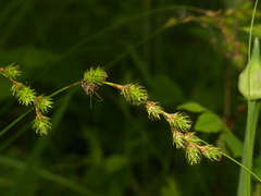 Carex echinodes
