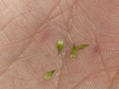 Carex echinodes