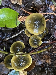 Cortinarius alienatus