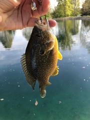 Lepomis gibbosus × cyanellus