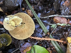 Cortinarius alienatus