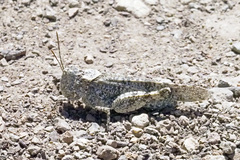 Trimerotropis occidentalis