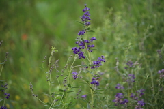 Pediomelum tenuiflorum