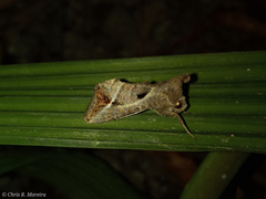 Noctuoidea