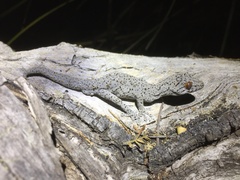 Strophurus williamsi