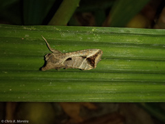 Noctuoidea