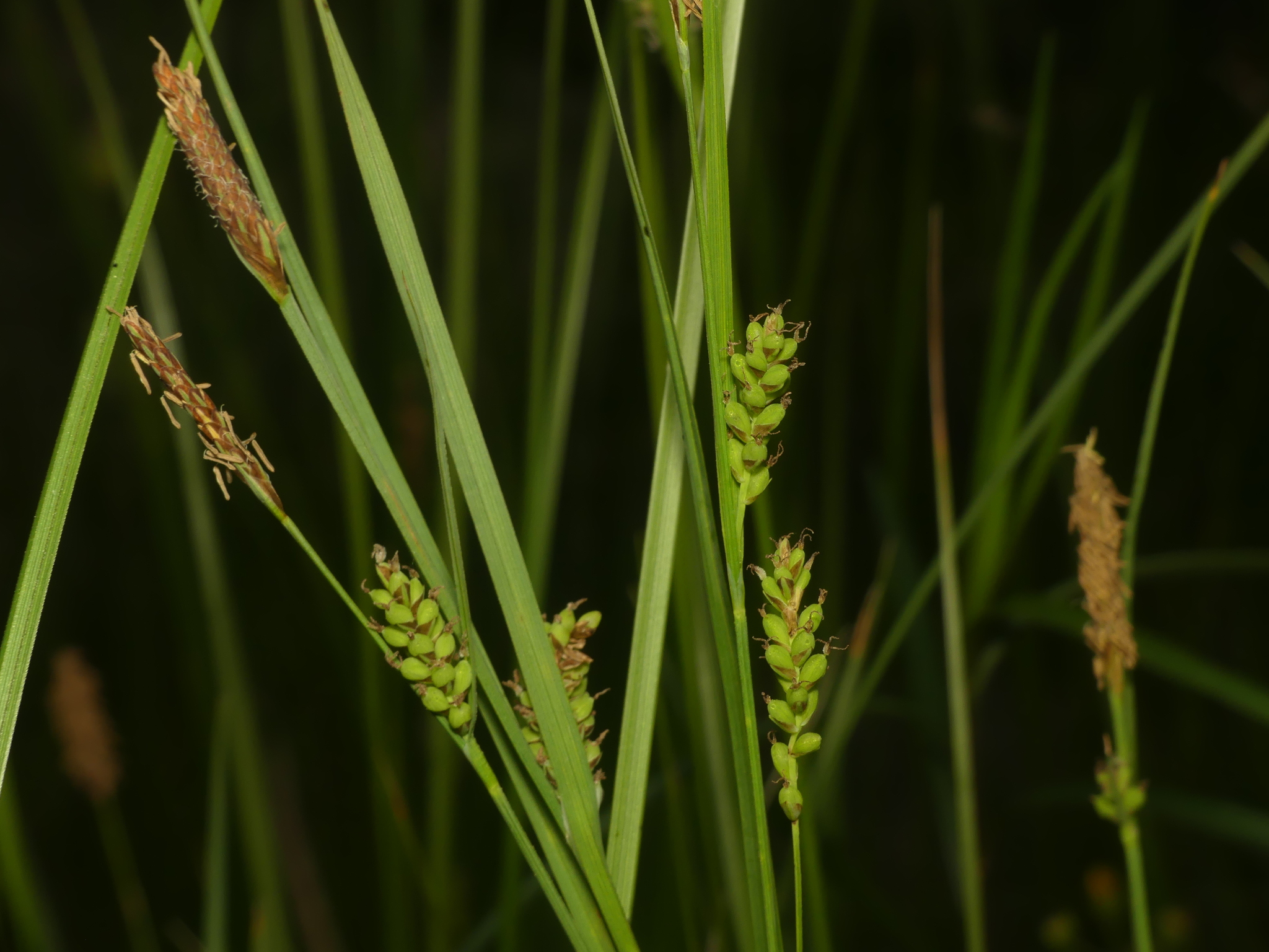 Carex tetanica