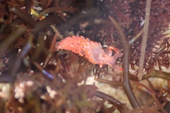 Austraeolis stearnsi