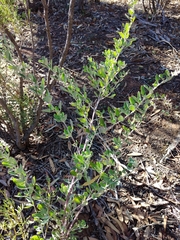 Chenopodioideae