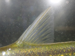 Silver Blade Minnow photo 5