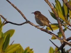 Myzomela erythrocephala