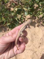 Sceloporus arenicolus