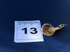 Trametes modesta