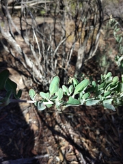 Chenopodioideae