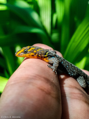 Gonatodes caudiscutatus
