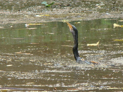 Anhinga anhinga