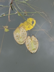 Nymphoides indica