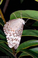 Hamadryas amphichloe