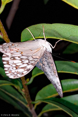 Hamadryas amphichloe