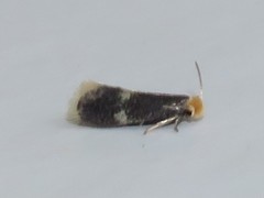 Ectoedemia similella