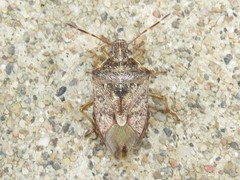 Podisus serieventris