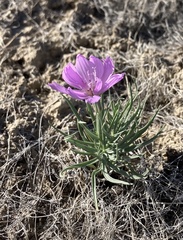 Lygodesmia grandiflora