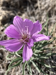 Lygodesmia grandiflora