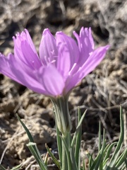Lygodesmia grandiflora