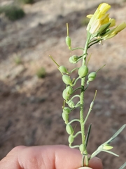 Physaria rectipes