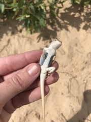 Sceloporus arenicolus