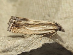 Eucosma radiatana