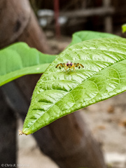 Ceratitis capitata